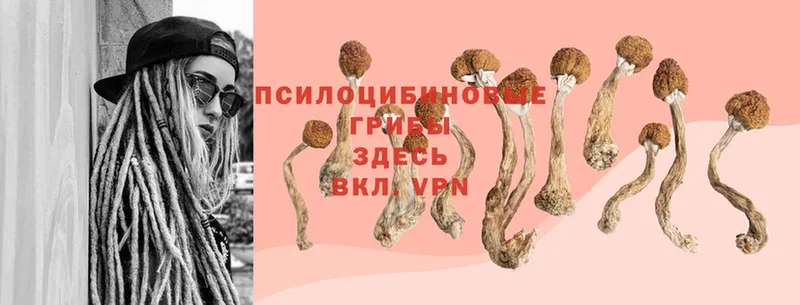 Псилоцибиновые грибы Magic Shrooms Уяр